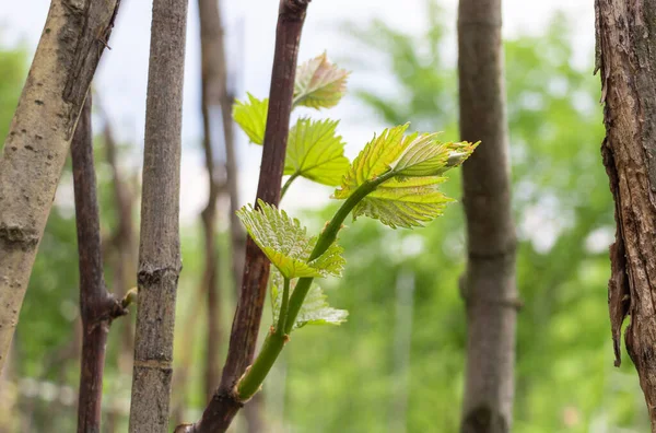 Vitigno Con Nuove Crescite Primavera Foglie Giovani Belle Concetto Coltivazione — Foto Stock