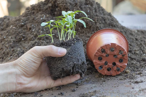 Process Repotting Pepper Seedlings Seedlings Hand Garden Gardening Season Concept — Stock Photo, Image