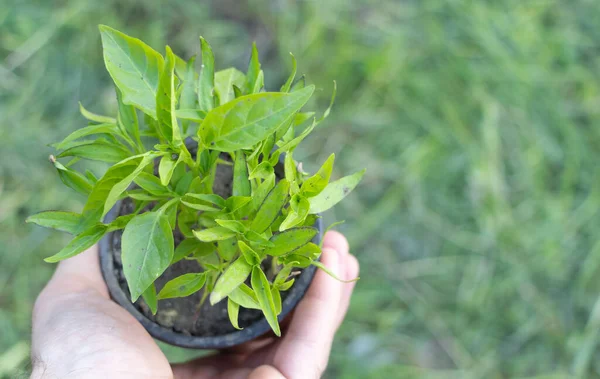 Sebuah Pot Bibit Lada Tangan Seorang Tukang Kebun — Stok Foto