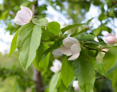 Ayva ağacı mavi arka planda güzel bir çiçek açar..