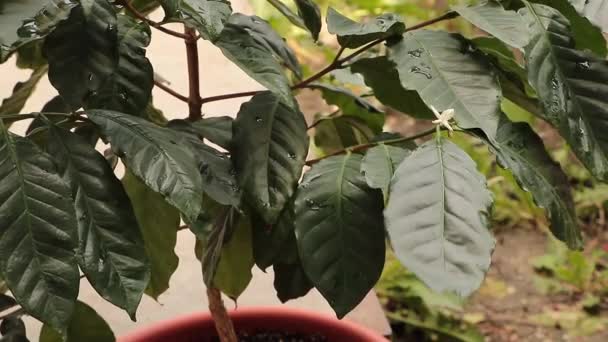 Potted coffee tree with a beautiful tiny flower — Stock Video