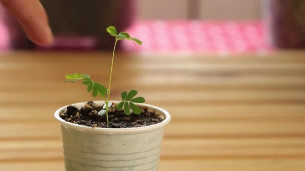 Het aanraken van de gevoelige plant Mimosa pudica indoor — Stockvideo