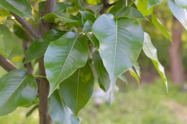 Peral con hojas brillantes y sanas en primavera — Foto de Stock