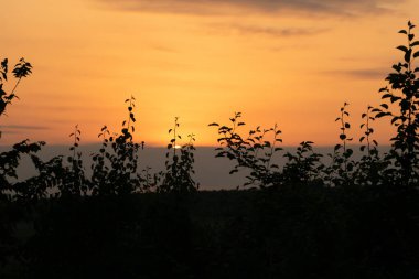 Manzaralı bir günbatımı arka planında yaprakları olan dallar