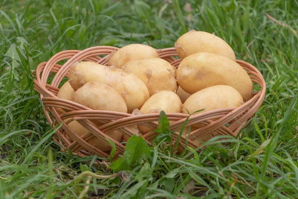 Cesta de batatas frescas no campo — Fotografia de Stock