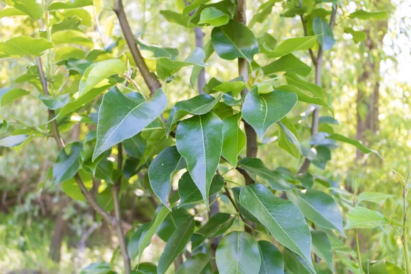 Грушевое дерево с блестящими и здоровыми листьями весной — стоковое фото