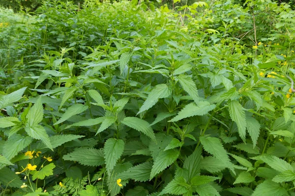 Les Feuilles Fraîches Ortie Urtica Dioica Dans Jardin — Photo