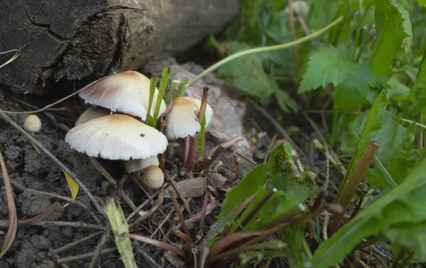 Gros Plan Champignons Psathyrella Candolleana Sur Sol Forestier — Photo