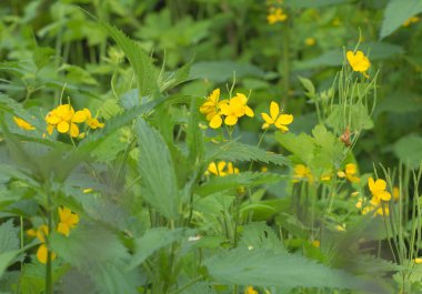 Tarlada daha büyük celandin çiçekleri açıyor.