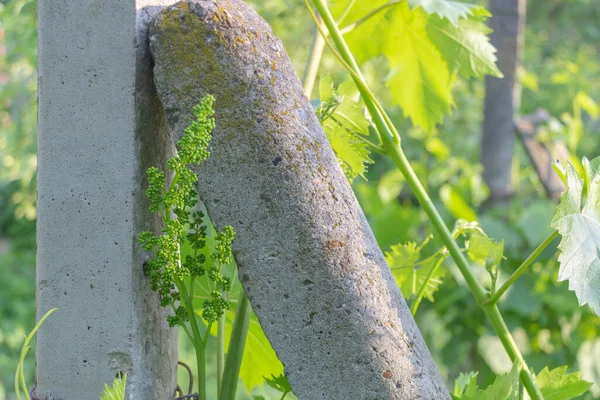 Cépages en fleurs close up - Comment cultiver le concept de raisin — Photo