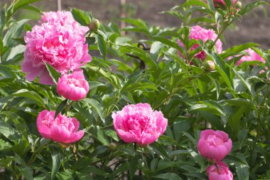 Bahçede çiçek açan pembe şakayıkların yakın çekimi..