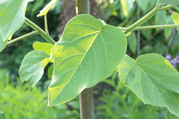 Paulownia Pohon Tomentosa Dengan Daun Segar Baru Musim Semi — Stok Foto