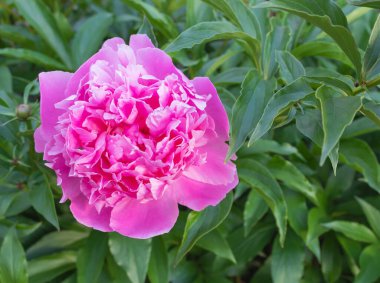 Bahçede çiçek açan pembe şakayıkların yakın çekimi..