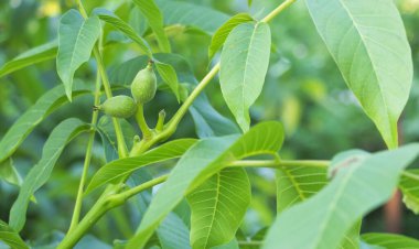 Bir dalda taze yeşil ceviz meyvelerinin yakın plan çekimi..