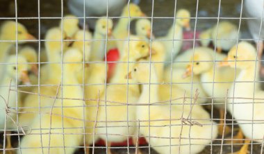 Kafesteki bebek kazları yakından çek..