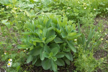 Bahçedeki yeşil Sedum telephium 'un yakın plan görüntüsü..
