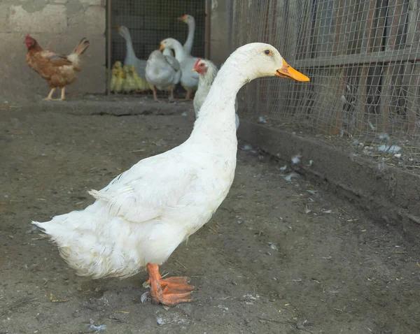 Gros Plan Canard Domestique Blanc Dans Cage — Photo