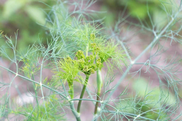 Closeup Shot Bunch Fresh Dill Flowers Garden Stock Photo