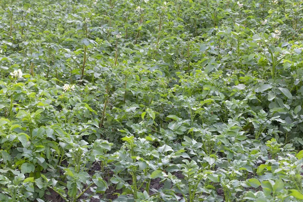 Piantagioni Patate Verdi Durante Giorno Estate — Foto Stock