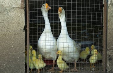 Kafesinde küçük ördek yavruları olan iki beyaz kazın yakın çekimi..
