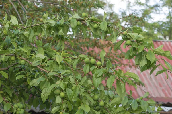 Mirabelle Tree Green Fruits Garden —  Fotos de Stock