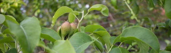 Closeup Shot Fresh Pears Tree — Foto de Stock