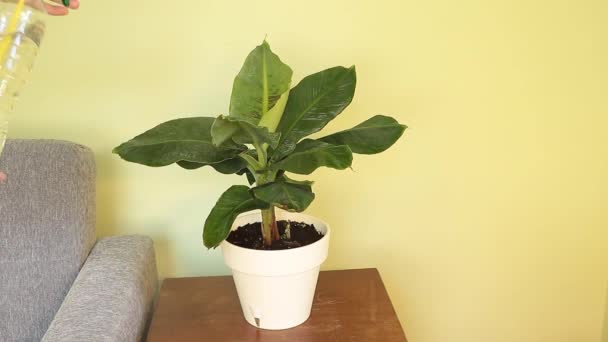 Árbol de plátano enano cavernoso interior - Concepto para el cuidado - rociar las hojas con agua — Vídeos de Stock