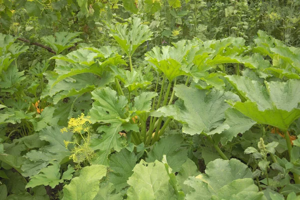 Primo piano colpo di foglie di pianta di zucchine con sfondo sfocato — Foto Stock