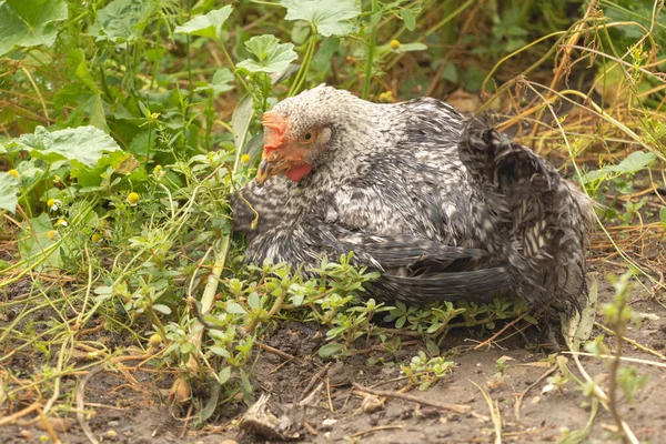 Gros plan d'un jeune poulet dans la nature — Photo