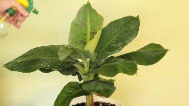 Cüce Cavendish muz ağacı - dikkat kavramı - yapraklara su serpiyor