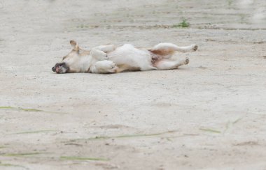 Genç bir köpek oturur ve asfaltta yatar.