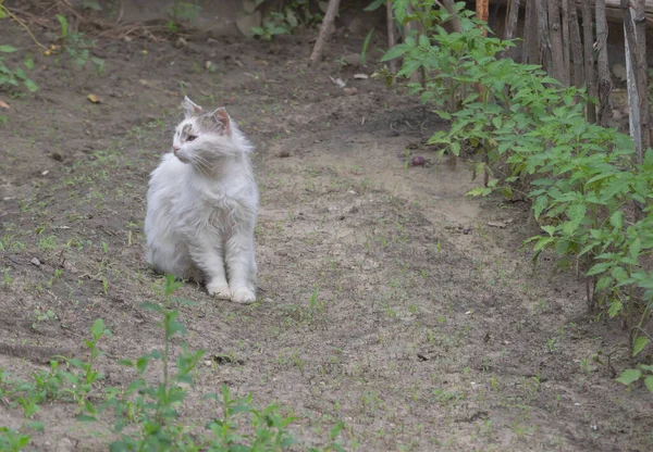 A white cat sits in the garden and looks around — Stock Photo, Image