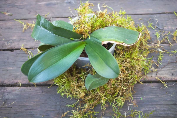 Tumbuh Phalaenopsis Anggrek dalam konsep lumut - latar belakang kayu — Stok Foto