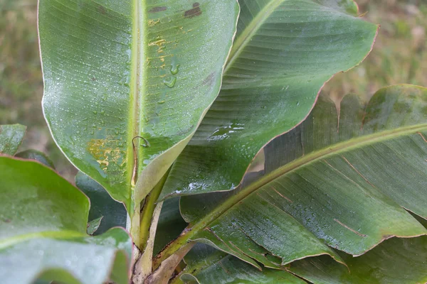 Tembakan jarak dekat dari Dwarf Cavendish yang indah Pohon pisang dengan daun basah — Stok Foto