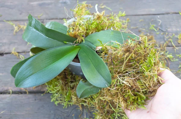 Piantare Phalaenopsis Orchid Nel Muschio Sfondo Legno — Foto Stock