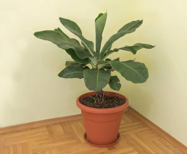 Dwarf Cavendish Banana Tree Pot Growing — Stock Photo, Image