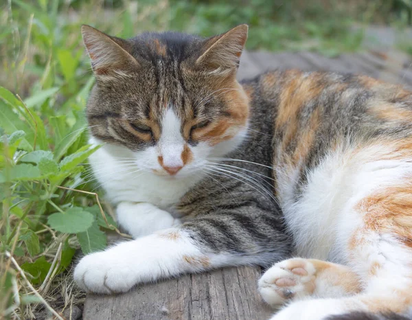 Hermoso Gato Con Tres Colores Relaja Aire Libre Verano Fondo — Foto de Stock