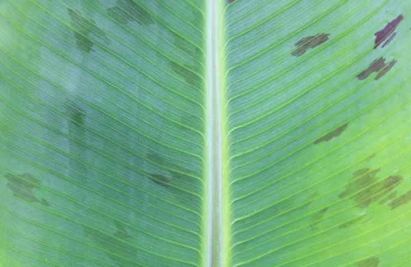 바나나 나뭇잎의 색으로도 가까운 Dwarf Cavendish Leaf — 스톡 사진
