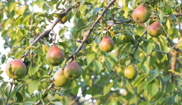 Een Stelletje Zoete Heerlijke Peren Boom — Stockfoto