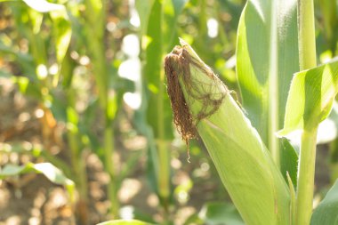 Tarlada yetişen mısır, hasat için hazır. Mısır kültürü kavramı.