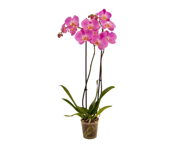 A Phalaenopsis orchid with two spikes and pink elegant flowers isolated on white background — Stock Photo, Image