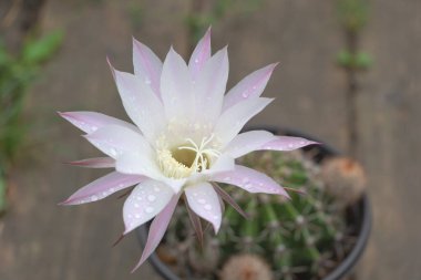 Kaktüs Echinopsis Oxigona güzel çiçek - beyaz - mor çiçek. Evde kaktüs yetiştirme kavramı