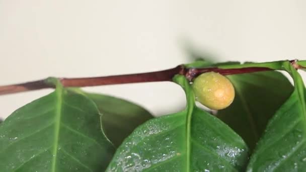 室内种植咖啡树 在叶子上撒些水 树上撒些咖啡豆 — 图库视频影像