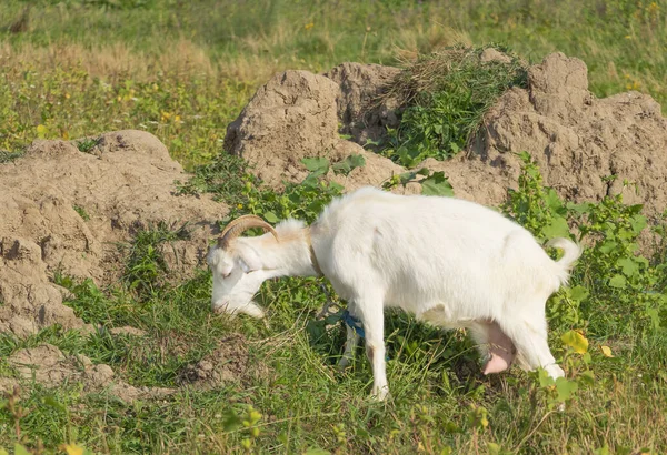 Egy Fehér Kecske Füvet Eszik Mezőn — Stock Fotó