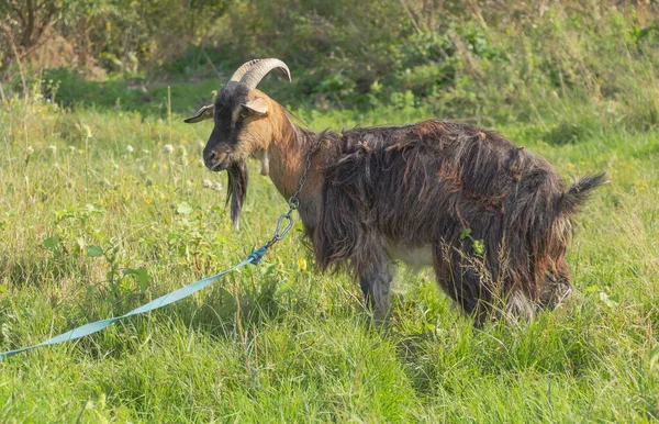 Kahverengi Bir Keçi Çimlerle Bağlanmış Tarlada — Stok fotoğraf