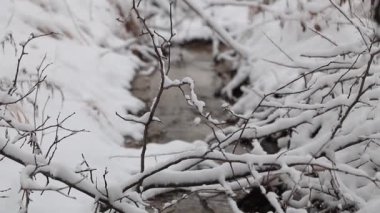 Doğanın biraz dışında kar yağar - arka planda bir nehir - kış sahnesi konsepti