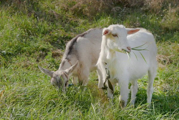 Deux chèvres blanches mangent de l'herbe dans le champ — Photo