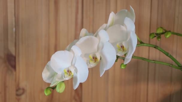 Witte Phalaenopsis Orchidee Bloei Houten Ondergrond Hoe Maak Orchidee Tot — Stockvideo