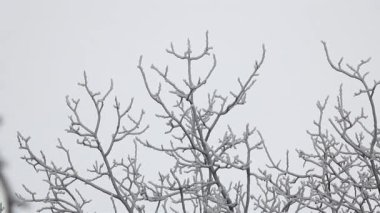 Ağaçtaki buz saçakları ve rüzgâr dalları sallar - kış manzarası konsepti.