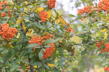 Sonbahar bahçesinde yeşil dallar üzerinde parlak turuncu piracantha meyveleri, doğal ışık içinde canlı renkli meyve kümeleri yakın.